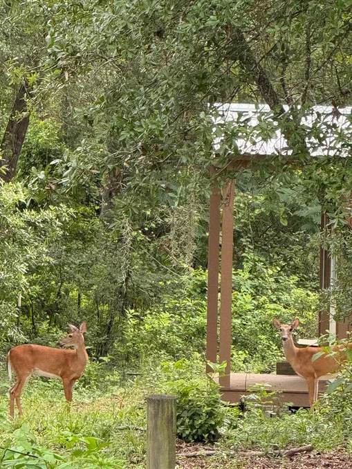 Dos venados entre los árboles, junto a una estructura de madera